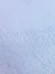 Arrhenia sphagnicola