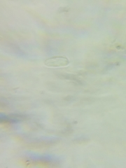 Arrhenia sphagnicola