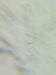 Arrhenia sphagnicola