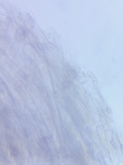 Arrhenia sphagnicola