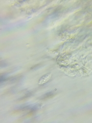 Arrhenia sphagnicola