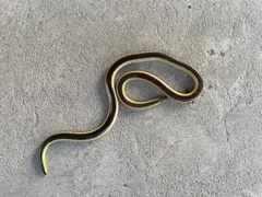 Kalahari Purple-Glossed Snake photo 2