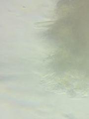 Arrhenia sphagnicola