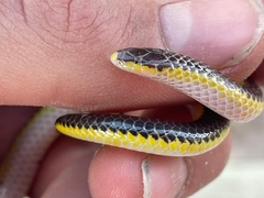 Kalahari Purple-Glossed Snake photo 1