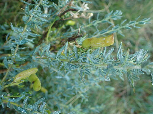 Image of Genista anglica by (c) Franck Cabot, some rights reserved (CC BY)