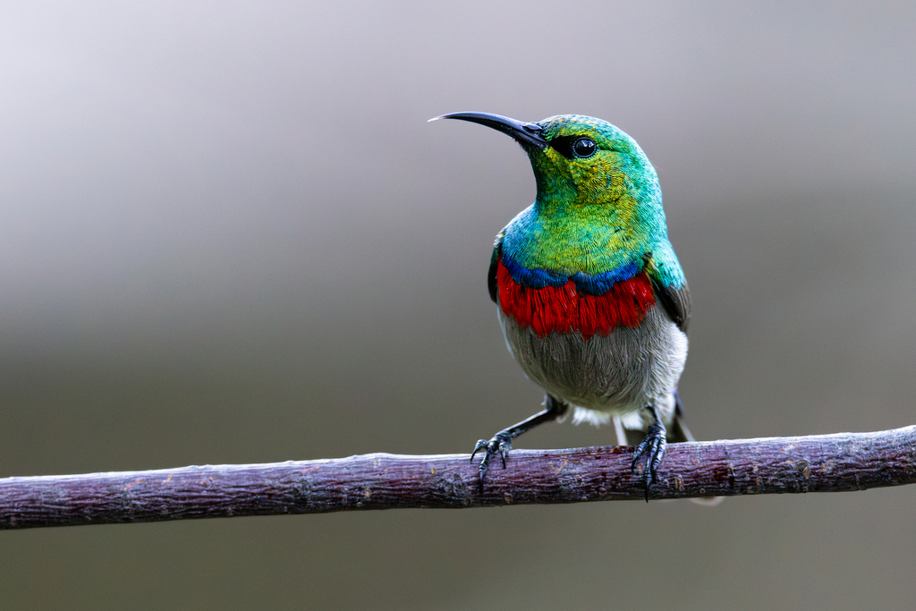 Collared Sunbird (Hedydipna collaris) photo