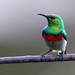 Southern Double-collared Sunbird - Photo (c) John Gale, some rights reserved (CC BY-NC), uploaded by John Gale