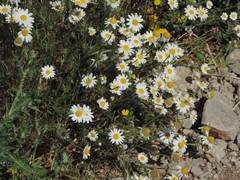 Anthemis arvensis incrassata