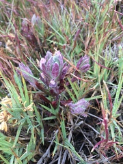 Chloropyron maritimum palustre