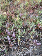 Chloropyron maritimum palustre