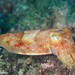 African Cuttlefish - Photo (c) Dennis Rabeling, some rights reserved (CC BY-NC-ND), uploaded by Dennis Rabeling