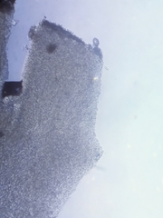 Marasmius strictipes