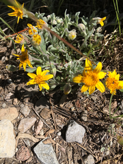 Eriophyllum lanatum integrifolium