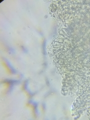 Marasmius strictipes