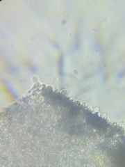 Marasmius strictipes