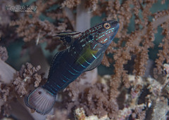 Banded Goby photo 2