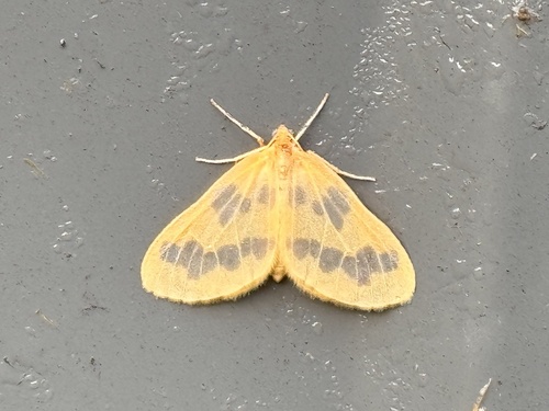 Beggar Moth photo 5