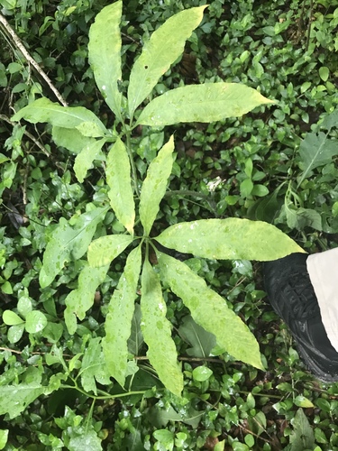 Arisaema dracontium image