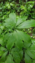 Pinellia pedatisecta