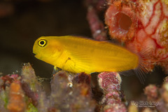 Black Coral Blenny photo 2