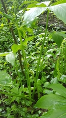 Pinellia pedatisecta