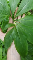 Pinellia pedatisecta