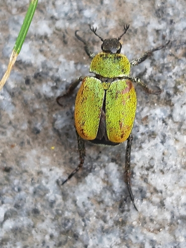 Mountain monkey beetle photo 2