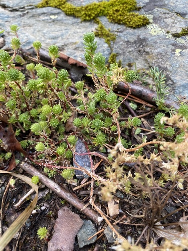 Sedum gracile, photograph 3