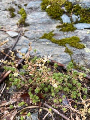 Sedum gracile, photograph 4