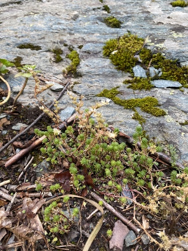 Sedum gracile, photograph 2