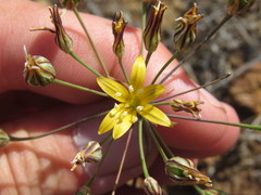 Bloomeria crocea