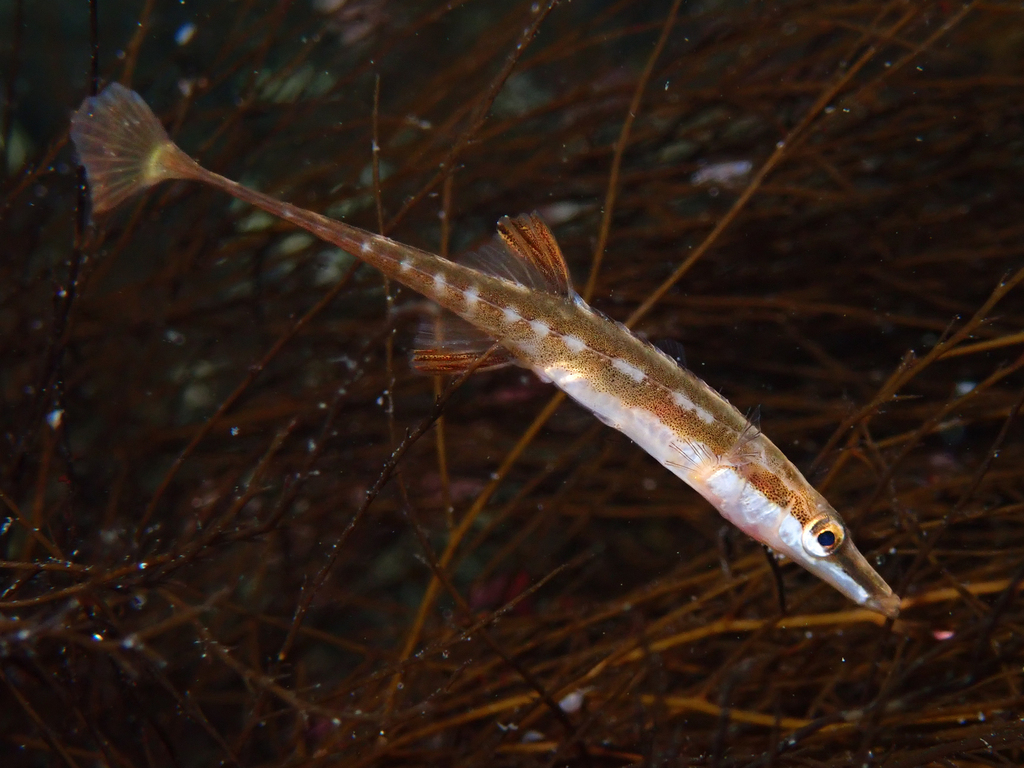 Fifteen-Spined Stickleback