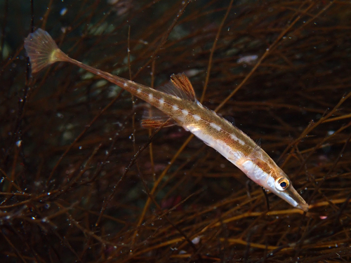 Spinachia spinachia (Linnaeus, 1758)