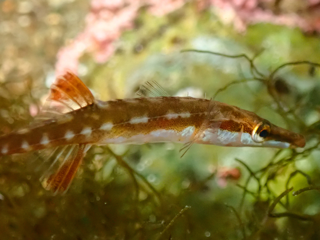 Fifteen-spine stickleback (Spinachia spinachia) — Gasterosteidae
