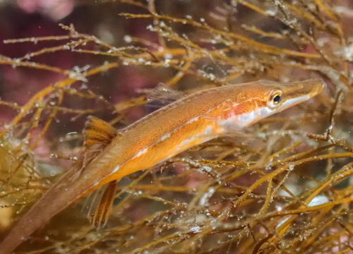 Fifteen-spine stickleback (Spinachia spinachia) — Gasterosteidae