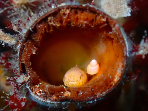 Montagu's seasnail (Liparis montagui) — Liparidae — 3
