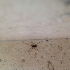 Araneae