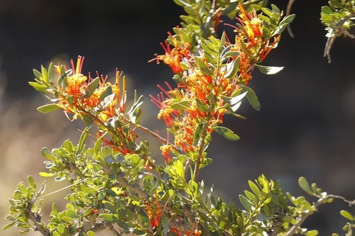 Image of Lighted Candles Mistletoe (Moquiniella rubra) by (c) Karen Eichholz, some rights reserved (CC BY)