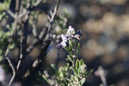 Image of Ocimum burchellianum by (c) Karen Eichholz, some rights reserved (CC BY)