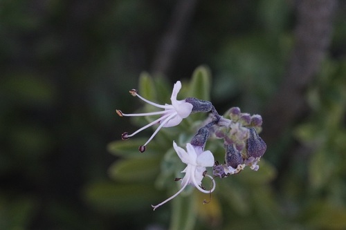 Image of Ocimum burchellianum by (c) Karen Eichholz, some rights reserved (CC BY)