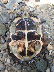 Sternotherus peltifer