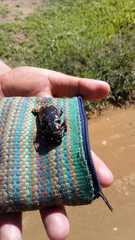 Mallodon dasystomus