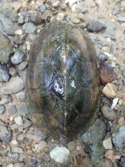 Sternotherus peltifer