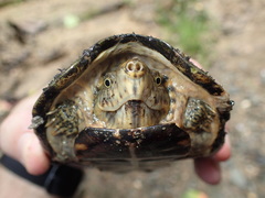 Sternotherus peltifer
