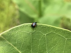 Synolabus bipustulatus