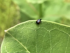 Synolabus bipustulatus
