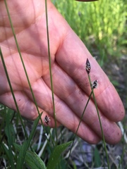 Eleocharis elliptica