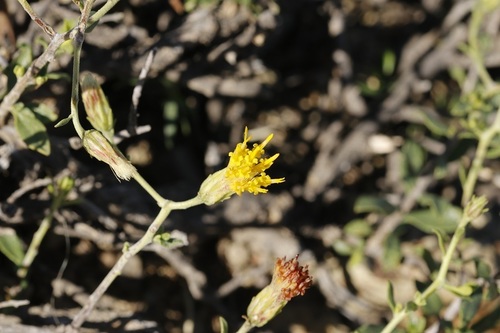 Image of Common Draaibos (Pegolettia retrofracta) by (c) Karen Eichholz, some rights reserved (CC BY)