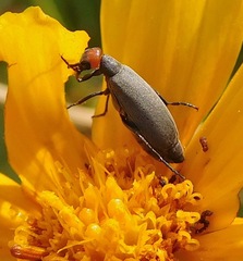 Epicauta atrata