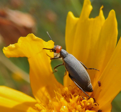 Epicauta atrata